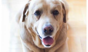 Think your dog is smart? Shasta, the pup in today's dog news story, may be smarter! See what she does when the vacuum is too loud!