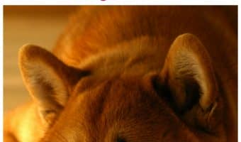 While kids everywhere are obsessed with Fidget Spinners, dogs aren’t finding them so amusing! Check out this dog news story about one Shiba Inu who just isn’t impressed!