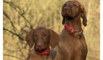 Sibling rivalry in dogs isn’t nearly as big a deal as we pet parents seem to think it is. Learn more about this behavior and how to deal with it!