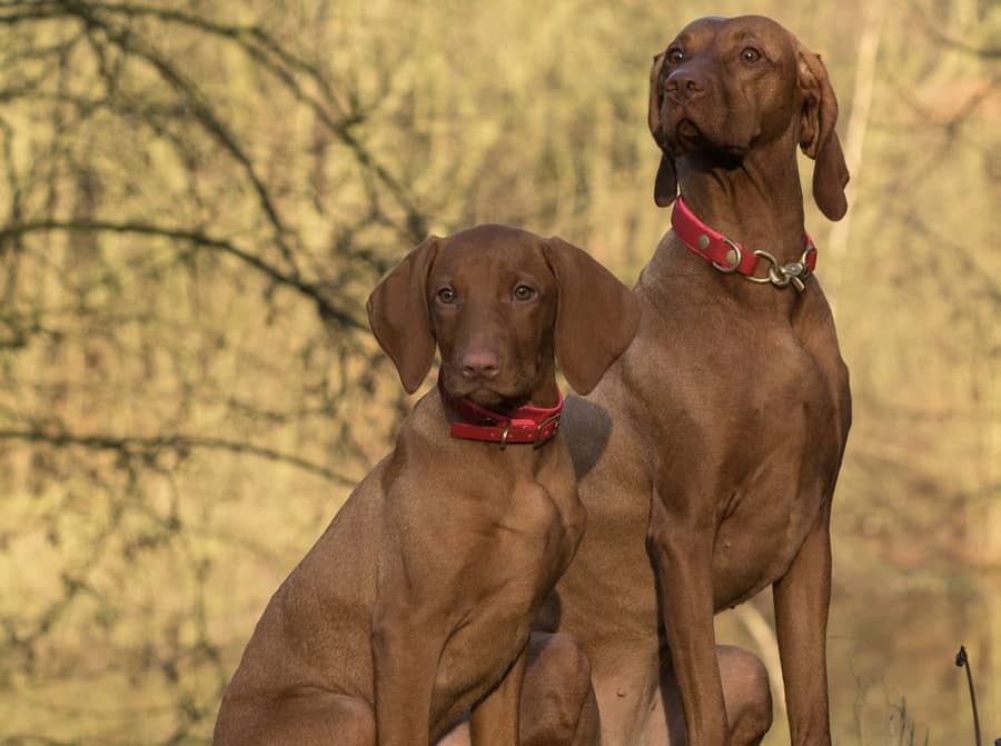 Training Troublesome Dogs Training Troublesome Dogs
