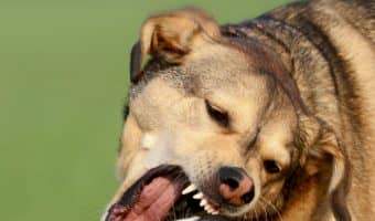 Want to know how to stop a dog fight BEFORE it starts? Check out these 5 dog training tips to keep the peace between the pups!