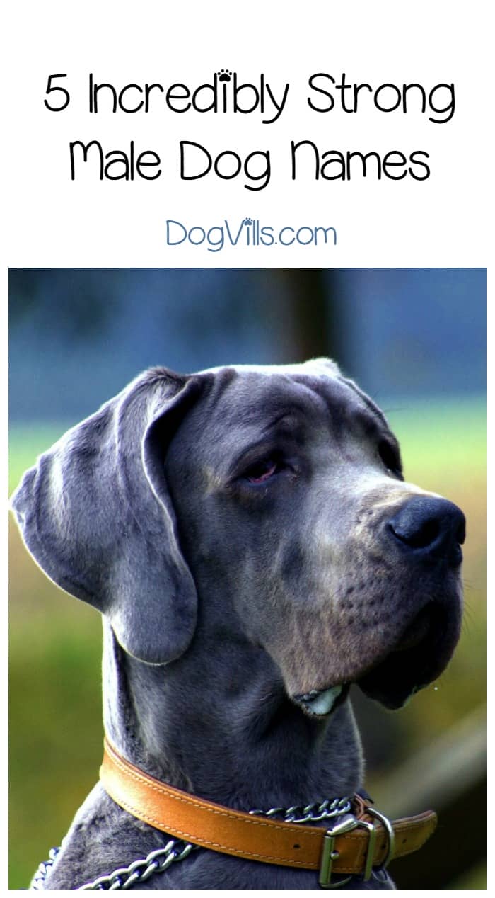 5 Incredibly Strong Male Dog Names for Your Mighty Pup - DogVills
