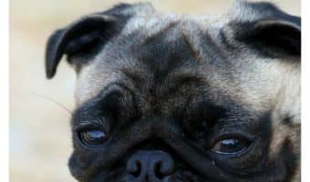 Did you hear about the study that suggests dogs can talk to humans? We have all the details! Check it out!