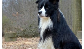 Thinking about getting a working dog to help you out? Check out these top five herding dog breeds that work hard for their families!