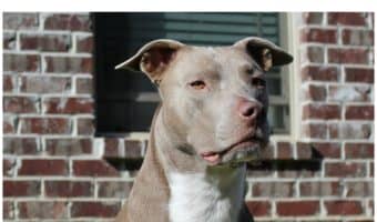 Wondering how to train your red nose pit bull? Check out six easy positive dog training methods that will work perfect with any pit!
