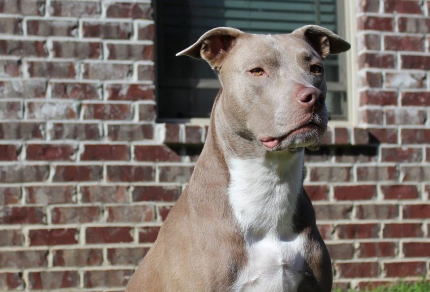 Wondering how to train your red nose pit bull? Check out six easy positive dog training methods that will work perfect with any pit!