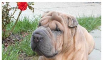 We’ve heard some strange names for dog breeds, but just what kind of a dog is a Walrus? Find out now!