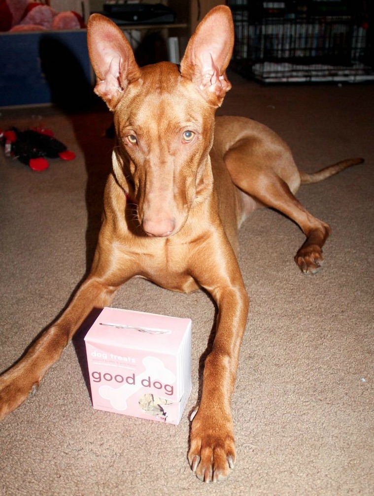 Learn why The Naked Dog Box will change the way you buy dog food forever! Plus find out how to get your first box for just $10, ANY size! Trust me, you’ll love it!