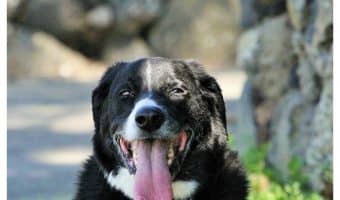 Thinking about asking for an autism service dog for your child? These are the things you need to consider first! Check them out!