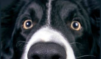 Wondering when is the best time to spay or neuter your dog? Find out what factors go into making that decision!