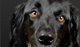 A contagious dog flu has hit the US! Here is everything you need to know to keep your dog from getting sick.