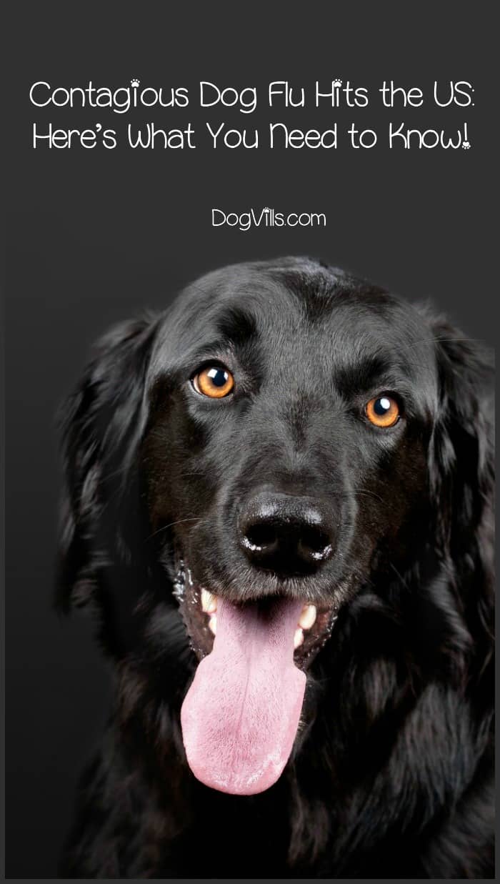 5 Things to Know About the Dog Flu Outbreak DogVills