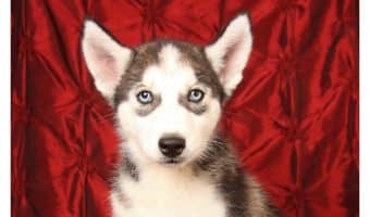 Adopting a new dog? Check out our essential puppy checklist and make sure you have everything you need for a healthy and happy furry companion!