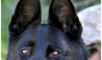 Want to celebrate your love of all things Army? Check out these 10 spectacular female Army dog names for your new little furry soldier!