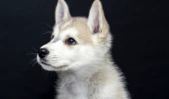 Not sure how much you need to teach your puppy right away? Get down to the nitty gritty with the very, very necessities of dog training basics!