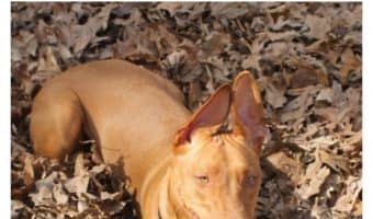Looking for an easy way to save on pet medications for your dog? Check out 3 smart steps to using the Fetch My Meds pet prescription discount card!