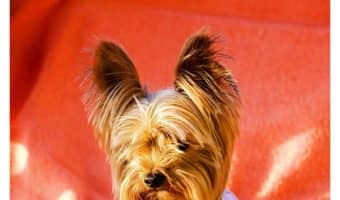 Puppies are darling, but wow are they destructive! These 5 tips for stopping your dog from chewing your furniture are a must for every puppy parent! Check them out!