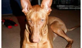 Learn why The Naked Dog Box will change the way you buy dog food forever! Plus find out how to get your first box for just $10, ANY size! Trust me, you’ll love it!