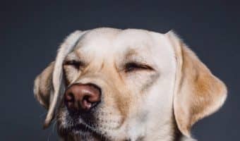 When training your Labrador to come, it’s easy to fall into certain training traps. Find out what they are and how to avoid these common mistakes!