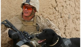 Check out our list of ten service dogs, some more well-known than others, and what they do to help out their owners, handlers, and the world.