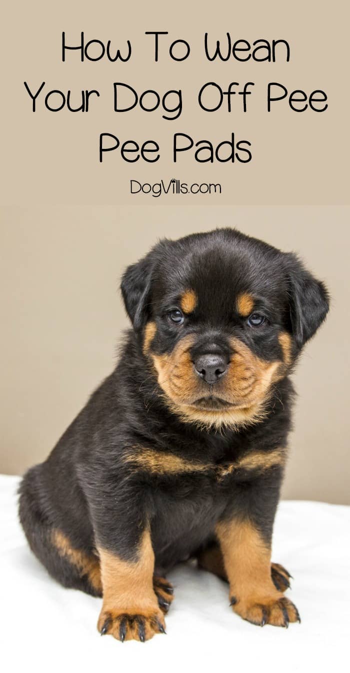 how to puppy pad how to wean your pads dogvills how to puppy pad how to wean your pads dogvills