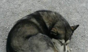Ever wonder why your dog naps in a ball? Check out 3 reasons your dog sleeps curled up that you may not have known about!