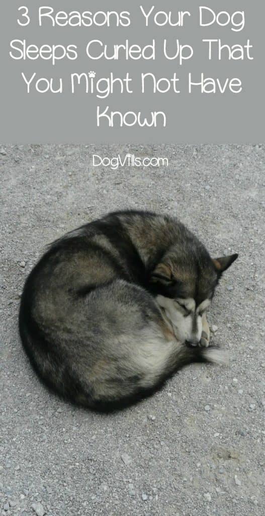 3 Surprising Reasons Why Your Dog Sleeps Curled Up DogVills