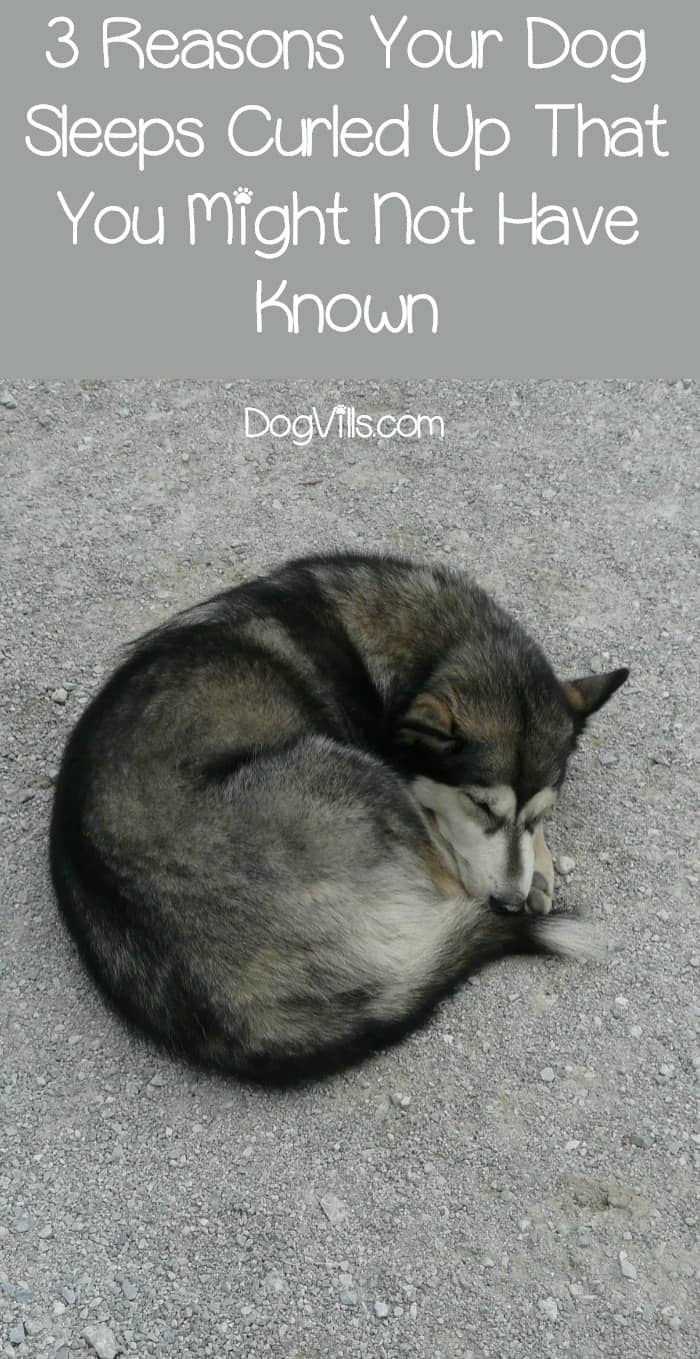 dog sleeps with legs straight out