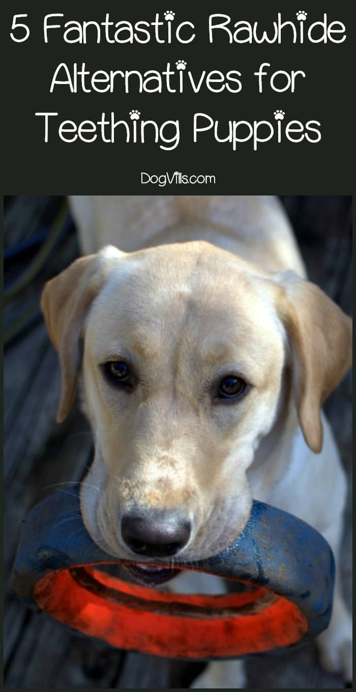 5 Great Rawhide Alternatives for Teething Puppies & Aggressive Chewers