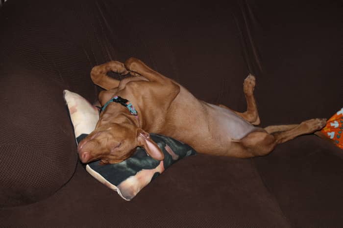 Do pheremones like Adaptil really work to help calm down your stressed dog? Find out the answer, plus check out our handy chart to choose the right pheromone product for your dog!