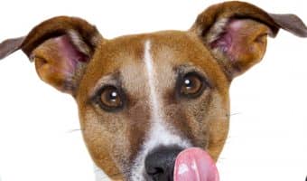 Are dogs allowed in restaurants? If you take them to one of these 15 pet-friendly dining establishments, they sure are! Check them out & take Fido out to dinner tonight!