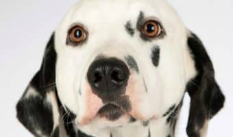 What do Pongo, Perdita, and Lady have in common? They’re all Disney inspired dog names! Check out more fab names straight out of the Magical Kingdom!