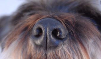 Fido’s stinky kisses making your stomach retch? Check out 5 brilliantly easy solutions to get rid of bad dog breath!