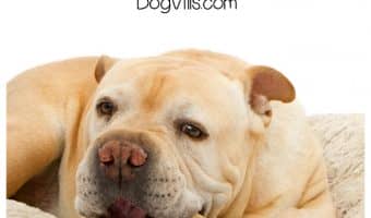 Thinking about getting your dog some bully sticks and trachea dog chews? Check out 5 things you need to know before buying!