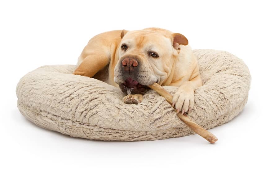 5 Things You Need to Know About Bully Sticks and Trachea Dog Chews