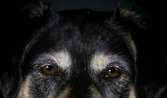 Wondering how you can crate train an older dog? Check out 3 easy steps that will have even your senior pooch loving his personal space!