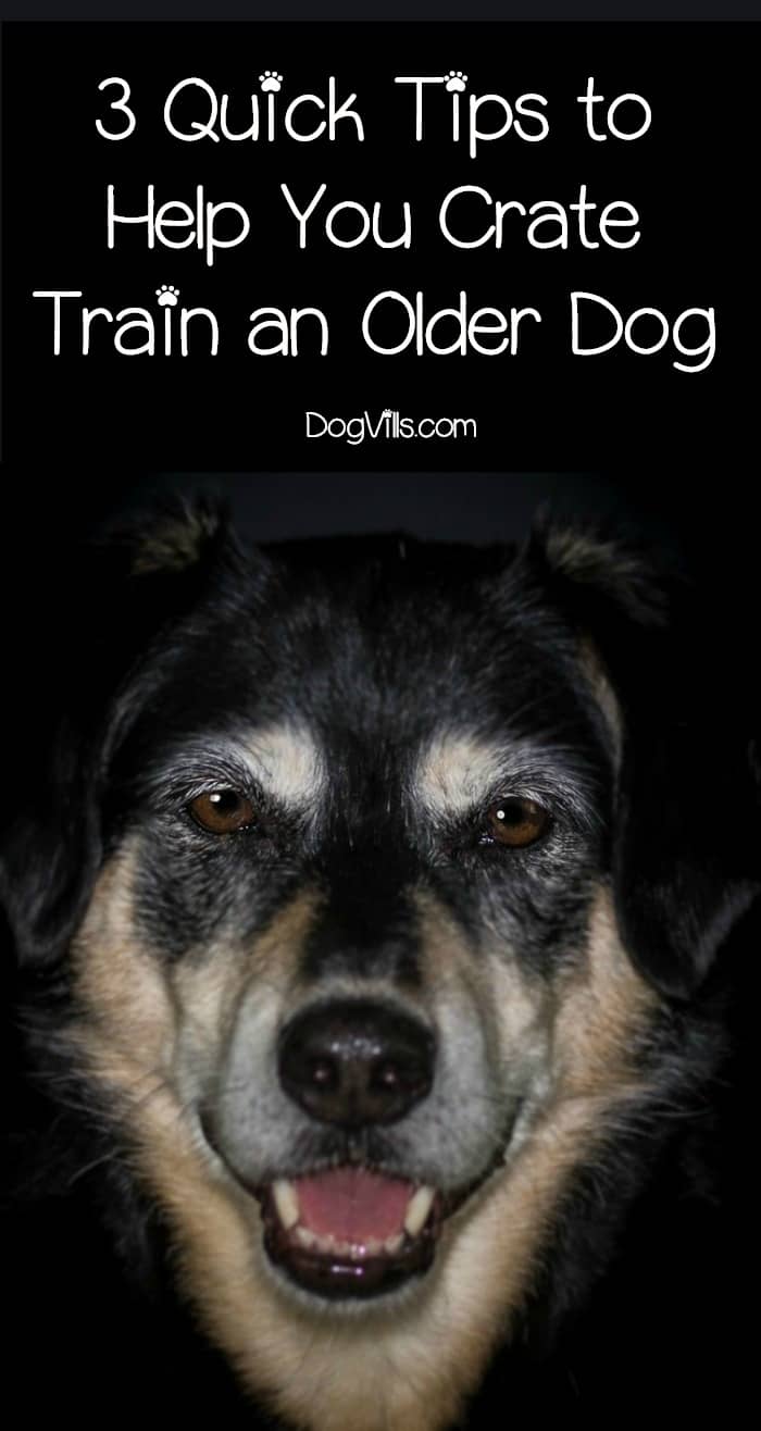 Dog Food For Older Dogs With Arthritis Dog Food For Older Dogs With Arthritis