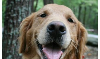 Do dogs smile? Oddly, that's a fairly controversial question! Find out if Fido really is grinning at you or if something else is going on when he smiles!