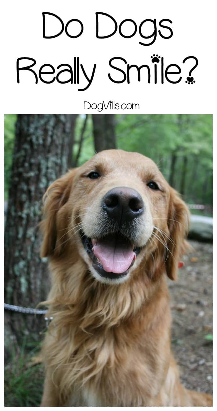 dogs do smile