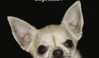 Looking for the best dog training tips and tricks to help you with a new puppy? Check out 10 fabulous ideas every pet parent needs to know!