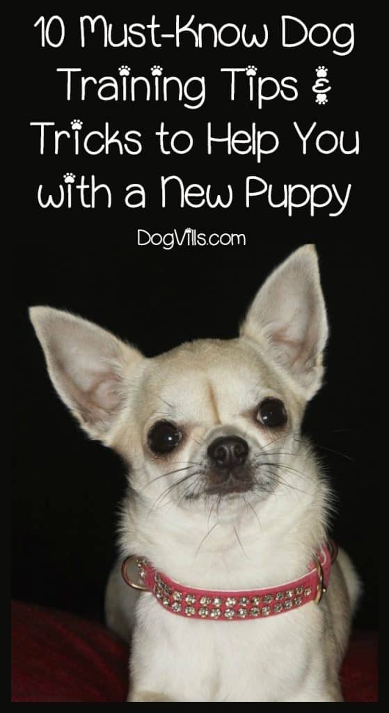 10 Must-know Dog Training Tips U0026 Tricks To Help You With A New Puppy