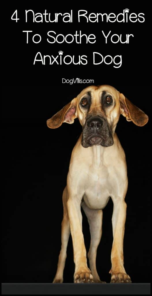 4 Natural Remedies To Soothe Your Anxious Dog DogVills