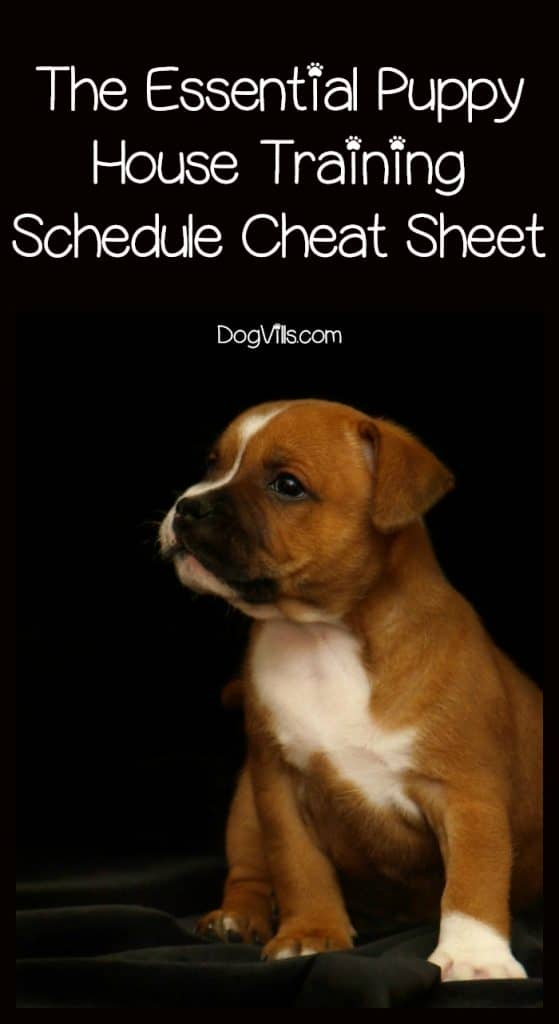 puppy housebreaking schedule