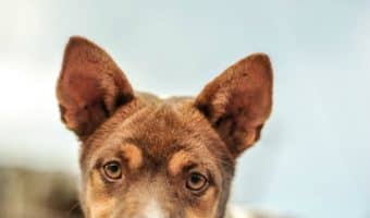 Anti-bark collars come in three varieties - shock, ultrasonic, and citronella. Find out if, when and how you should use these types of collars!