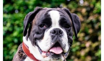 How do you know when your dog is in pain? These 8 signs should never be ignored! Check them out!