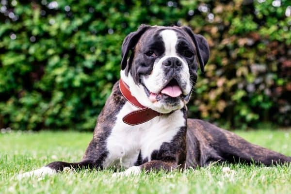 How do you know when your dog is in pain? These 8 signs should never be ignored! Check them out!