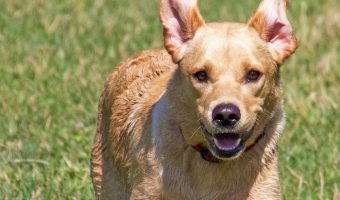 How do you get your dog to quit running off? Train him to stay, of course. Check out our tips to keep Fido from fleeing!