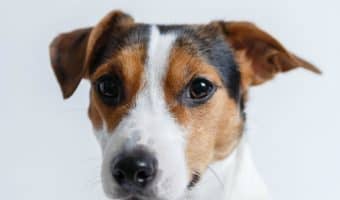 How do you teach your dog the stand command the right way? Why would you even WANT to teach him this? Find out in our 5-step training guide!