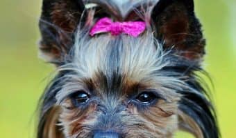 From ‘tudes to tails, there are just some things that only Yorkie moms can really understand! Check out our top 10 list!