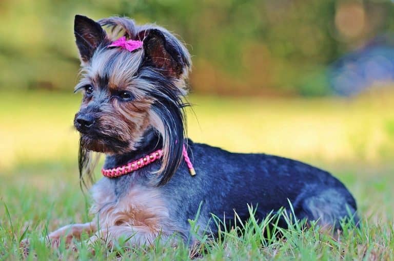 Are Yorkies Hypoallergenic Dogs? DogVills